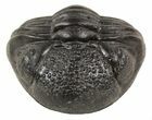 Wide Enrolled Pedinopariops Trilobite #56654-1